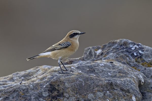 Northern Wheatear