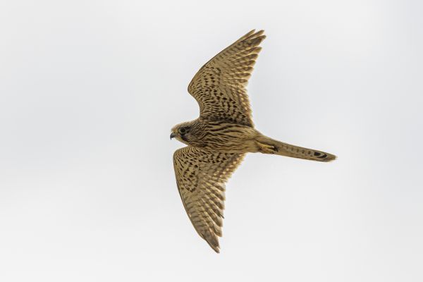 Common Kestrel