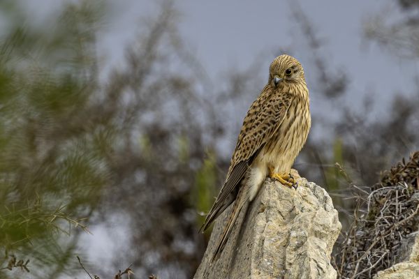 Common Kestrel