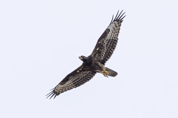 European Honey-buzzard