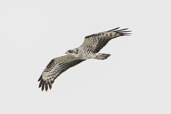 European Honey-buzzard