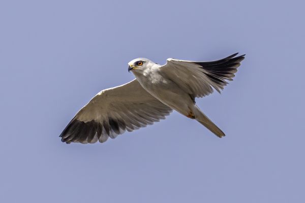Black-winged or White-tailed Kite