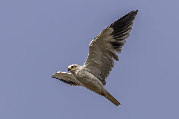 Black-winged or White-tailed Kite