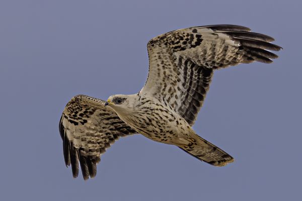 European Honey-buzzard