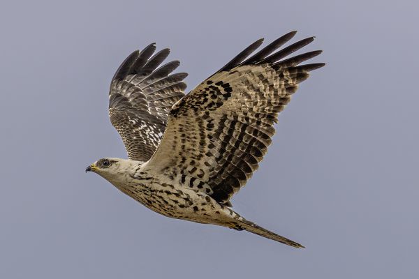 European Honey-buzzard