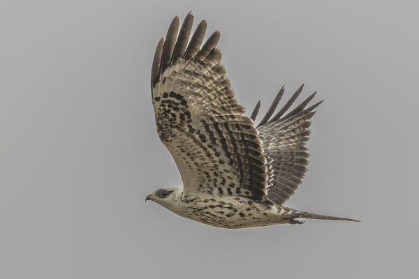 European Honey-buzzard