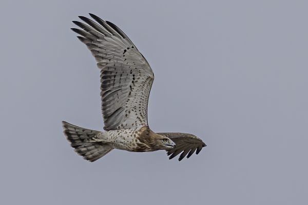 Short-toed Snake-Eagle