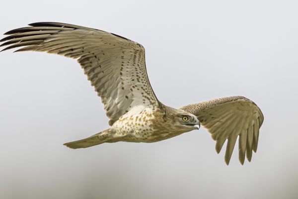 Short-toed Snake-Eagle