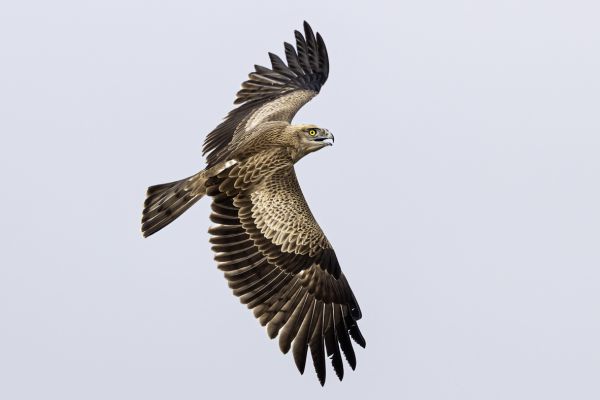 Short-toed Snake-Eagle