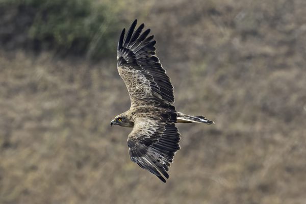 Short-toed Snake-Eagle