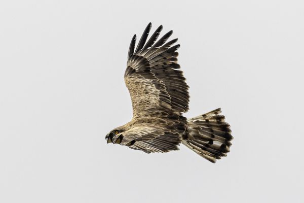 Short-toed Snake-Eagle