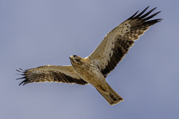 Booted Eagle