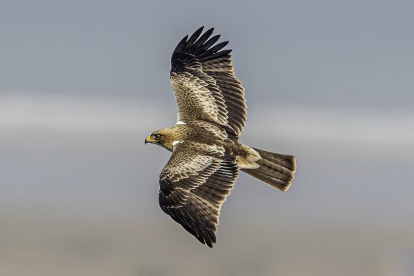 Booted Eagle