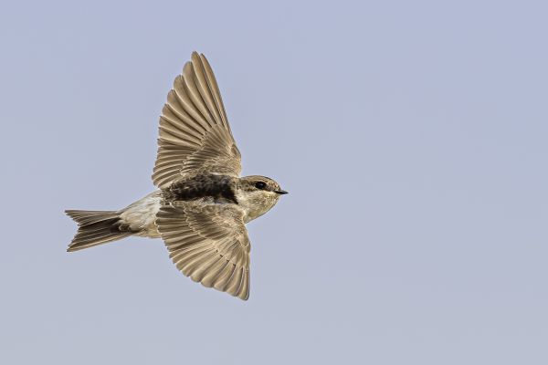 Eurasian Crag-Martin