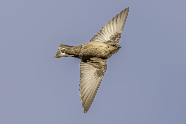 Eurasian Crag-Martin