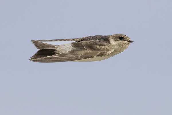 Eurasian Crag-Martin