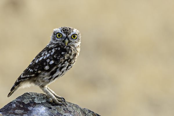 Little Owl