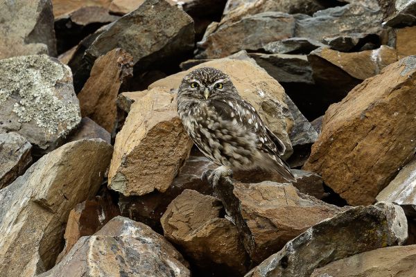 Little Owl