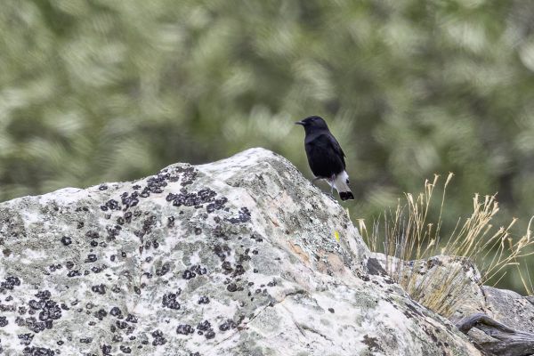 Black Wheatear