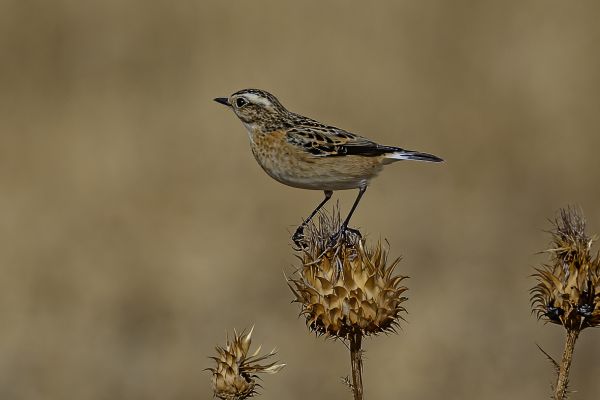 Whinchat