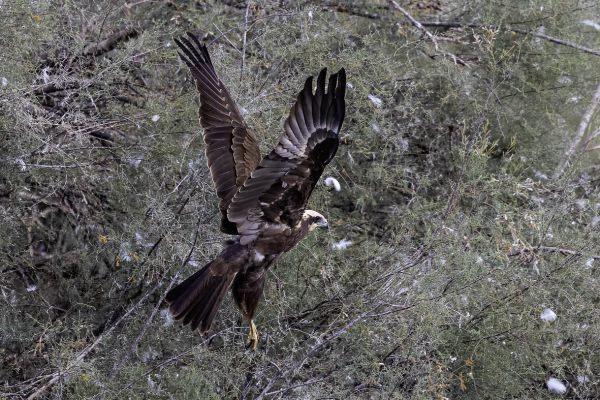 Western Marsh-Harrier