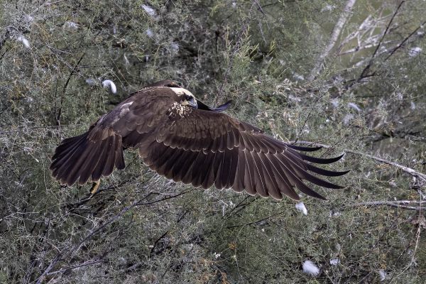 Western Marsh-Harrier
