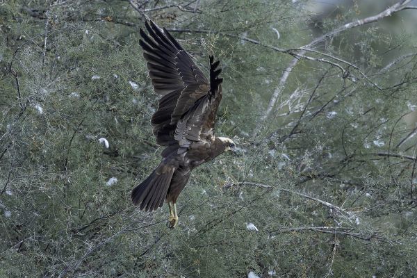 Western Marsh-Harrier