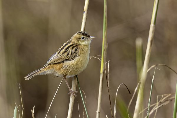 Zitting Cisticola