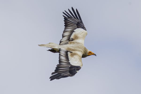 Egyptian Vulture