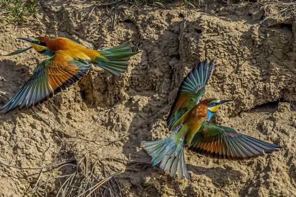 European Bee-eater