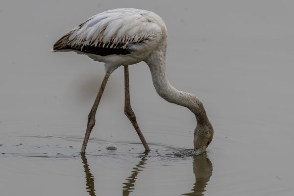 Greater Flamingo