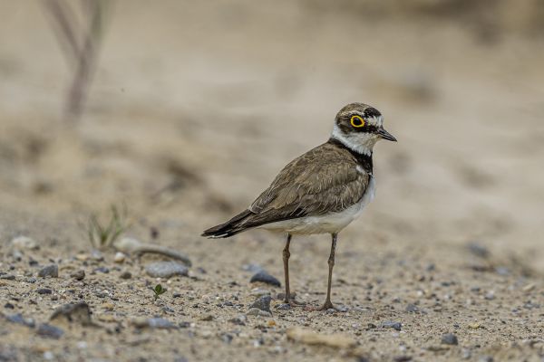 Little Ringed Plover
