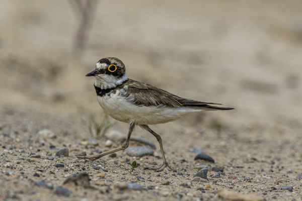 Little Ringed Plover