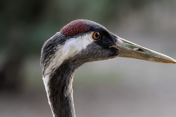 Common Crane