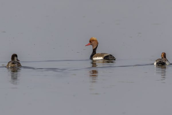 Red-crested Pochard