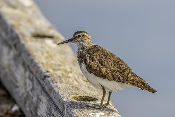 Common Sandpiper