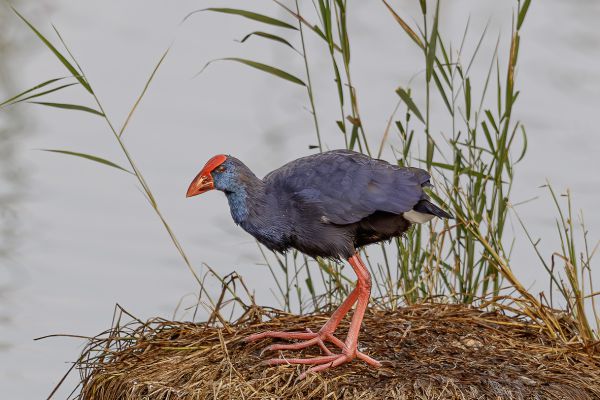 Purple Swamphen