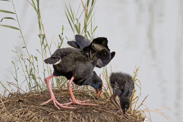 Purple Swamphen