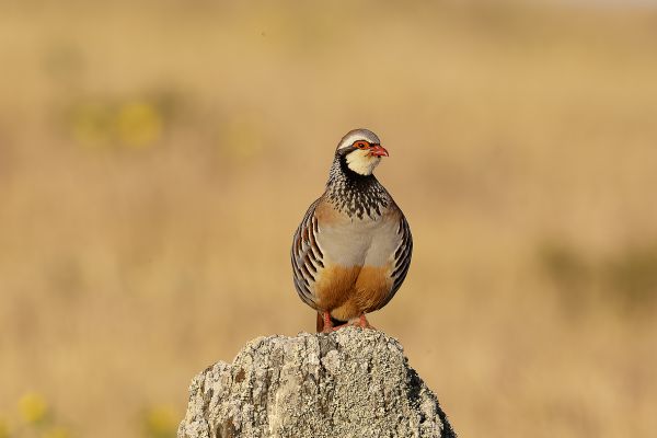 Red-legged Partridge