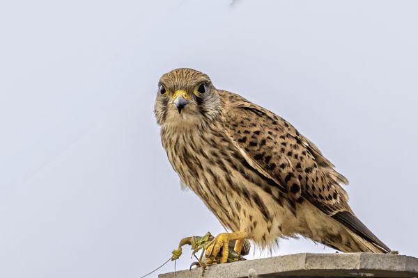 Common Kestrel