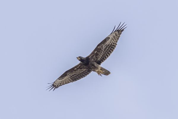 European Honey-buzzard
