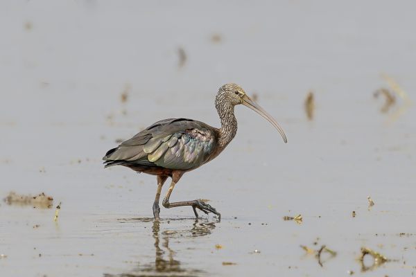 Glossy Ibis