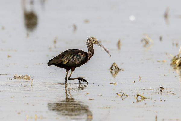 Glossy Ibis