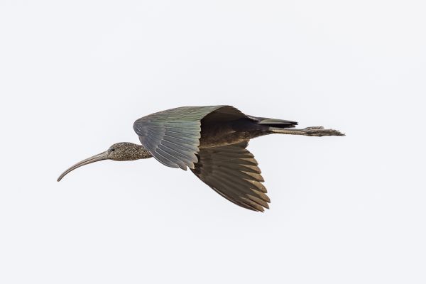 Glossy Ibis
