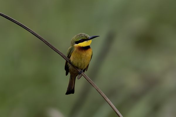 Little Bee-eater