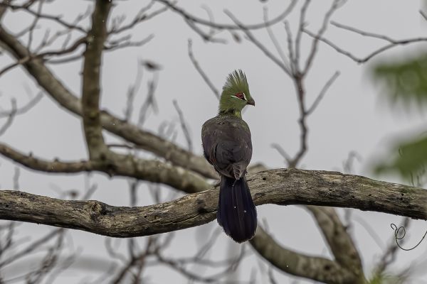Guinea Turaco