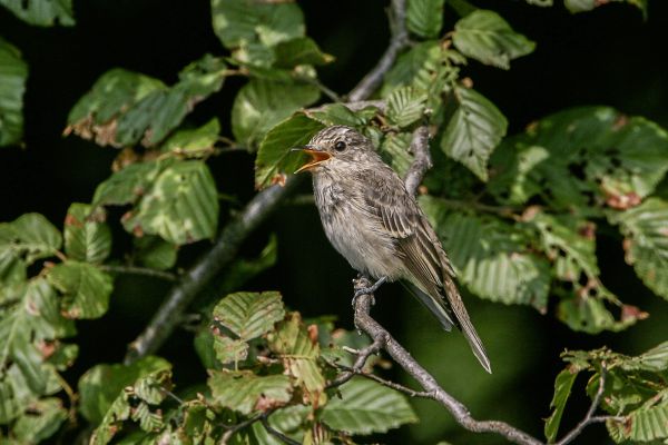 Grauwe vliegenvanger