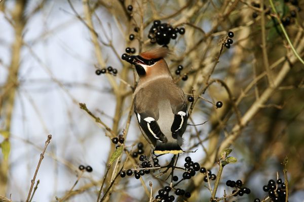 Bohemian Waxwing