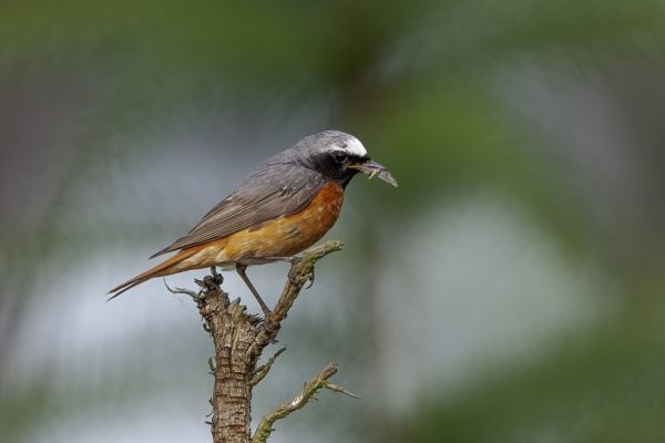 Gekraagde Roodstaart