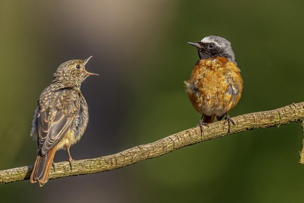 Gekraagde Roodstaart